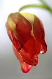 Rote Tulpe by atelier-kristen