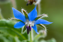 Die blaue Blüte des Borretsch by Ronald Nickel
