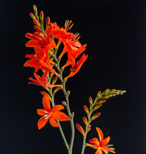 Crocosmia Flowers von David Bishop