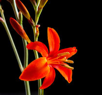 Lady in Red by David Bishop