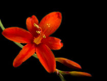 Crocosmia Bloom by David Bishop