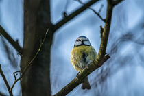 Blaumeise by Stefan Mosert