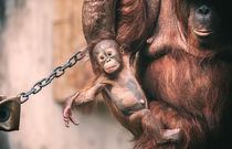 Orang Utan Baby by Stefan Mosert