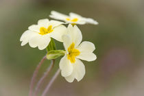 Primroses von Jeremy Sage