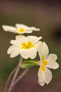 Woodland Primroses von Jeremy Sage