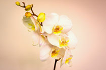 Moth Orchid von Jeremy Sage