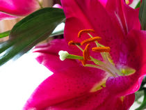 Lily in Close-Up by David Bishop