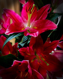 Lilies von David Bishop