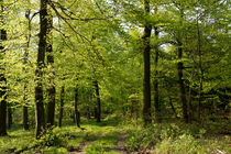 Durch den Buchenwald im Frühling by Ronald Nickel