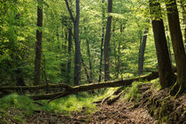 Verlorener Weg im Wald von Ronald Nickel