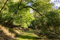 Im Sommer durch den Wald von Ronald Nickel