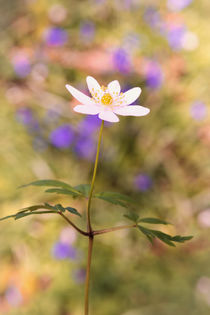 Woodland Anemone von Jeremy Sage