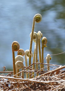 Unten am Ufer des See`s by Clemens Greiner