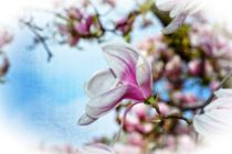 Magnolien  -  Traum by Claudia Evans