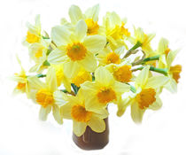 Daffodils von David Bishop