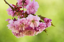 Springtime by AD DESIGN Photo + PhotoArt