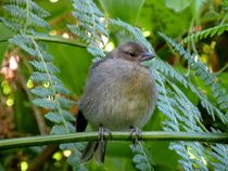 Ein kleiner Vogel im Dickicht by art-dellas