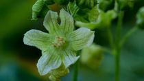 Die unscheinbare Blüte der Zaunrübe von Ronald Nickel