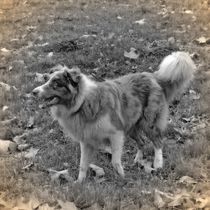 Nostalgie Australian Shepherd von kattobello