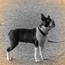 Nostalgie Boston Terrier by kattobello