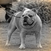 Nostalgie Englische Bulldogge von kattobello