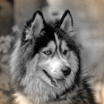 Nostalgie Husky von kattobello