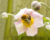 Collecting Nectar  von David Bishop