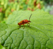 Horned Beetle von David Bishop