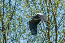 Graureiher im Flug by Reto Bänninger