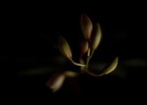 Orchidee  von Fotostudio  S. Grey