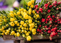 Tulpen gestapelt von Fotostudio  S. Grey