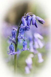 The English Bluebell von Jeremy Sage