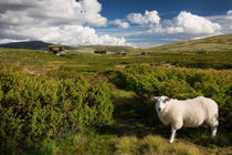 Sheep in landscape of Norway by Bastian Linder