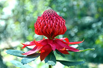 Twirling Waratah by Karen Black