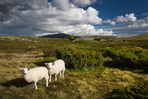 Sheep in landscape of Norway by Bastian Linder