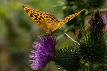 Ein Kaisermantel Weibchen auf einer Distel by Ronald Nickel