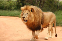 African lion  von Bastian Linder