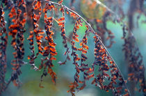 Auburn Maidenhair von Karen Black