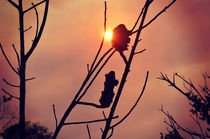 Bushfire Sunset by Karen Black