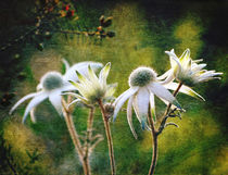 Vintage Flannel Flowers von Karen Black