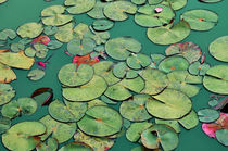 Waterlilies in Green by Karen Black