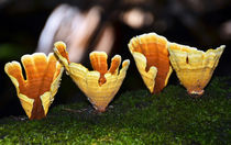 Golden Forest Goblets by Karen Black