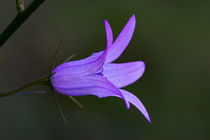 Die blaue Blüte des Glockenblume von Ronald Nickel