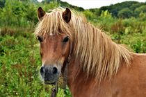 Ponystute (Haflinger-Shetland-Mischung) von assy