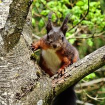 Rot braunes Eichhörnchen Kontakt von kattobello