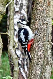 Buntspecht Blick von kattobello