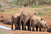 Elefanten-Familie am Wasserloch, Südafrika by assy