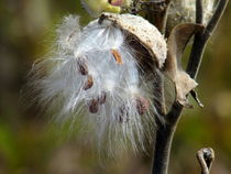 Common Milkweed von susanbecruising