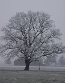 Lindenbaum im Winter by art-dellas