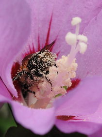 Hummel beim Bestäuben von Heinrich Winkelmann